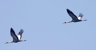 BIRD - CRANE - WHITE-NAPED - GRUS VIPIO - POYANG LAKE RESERVE POYANG LAKE, JIANGXI PROVINCE, CHINA (83).JPG