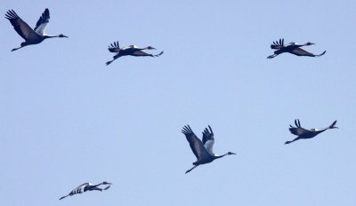 BIRD - CRANE - WHITE-NAPED - GRUS VIPIO - POYANG LAKE RESERVE POYANG LAKE, JIANGXI PROVINCE, CHINA (94).JPG