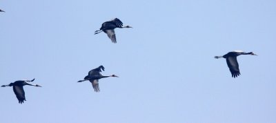 BIRD - CRANE - WHITE-NAPED - GRUS VIPIO - POYANG LAKE RESERVE POYANG LAKE, JIANGXI PROVINCE, CHINA (97).JPG