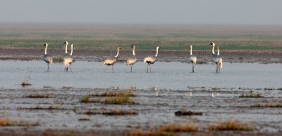 BIRD - CRANE - WHITE-NAPED - GRUS VIPIO - POYANG LAKE, JIANGXI PROVINCE, CHINA (104).JPG