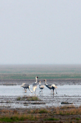 BIRD - CRANE - WHITE-NAPED - GRUS VIPIO - POYANG LAKE, JIANGXI PROVINCE, CHINA (43).JPG