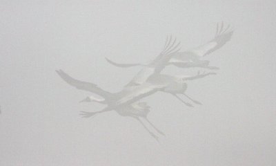 BIRD - CRANE - WHITE-NAPED - GRUS VIPIO - POYANG LAKE, JIANGXI PROVINCE, CHINA - SOM'S DREAM CRANES (10).jpg