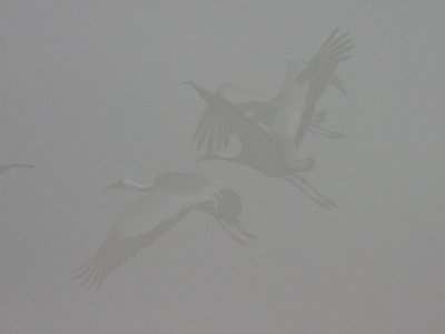 BIRD - CRANE - WHITE-NAPED - GRUS VIPIO - POYANG LAKE, JIANGXI PROVINCE, CHINA - SOM'S DREAM CRANES (12).jpg
