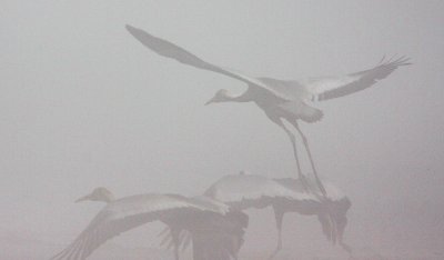 BIRD - CRANE - WHITE-NAPED - GRUS VIPIO - POYANG LAKE, JIANGXI PROVINCE, CHINA - SOM'S DREAM CRANES (4).jpg