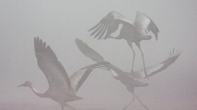 BIRD - CRANE - WHITE-NAPED - GRUS VIPIO - POYANG LAKE, JIANGXI PROVINCE, CHINA - SOM'S DREAM CRANES (6).jpg