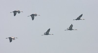 BIRD - CRANE - WHITE-NAPED CRANE - GRUS VIPIO - POYANG LAKE, JIANGXI PROVINCE, CHINA (147).JPG