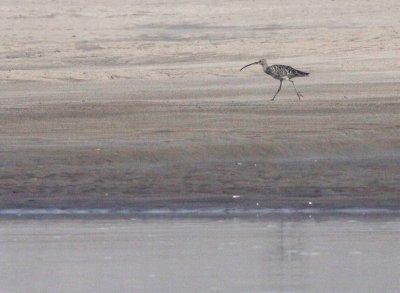 BIRD - CURLEW - EURASIAN CURLEW - NUMENIUS ARQUATA - NANJI HILL RESERVE - POYANG LAKE JIANXI PROVINCE CHINA (4).JPG