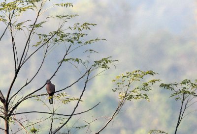 Oriental Turtle Dove