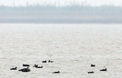 BIRD - DUCK - BAER'S POCHARD - AYTHYA BAERI - NANJI HILL RESERVE POYANG LAKE, JIANGXI PROVINCE, CHINA (1).JPG