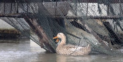 BIRD - DUCK - DOMESTIC DUCK - NANJI HILL RESERVE - WU CHENG TOWN POYANG LAKE CHINA (4).JPG