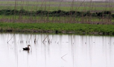 BIRD - DUC_NA (5).JPG