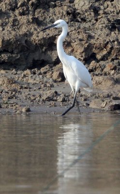 BIRD - EGRET - LITTLE EGRET - EGRETTA GARZETTA - POYANG LAKE, JIANGXI PROVINCE, CHINA (14).JPG
