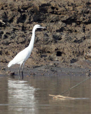 BIRD - EGRET - LITTLE EGRET - EGRETTA GARZETTA - POYANG LAKE, JIANGXI PROVINCE, CHINA (16).JPG