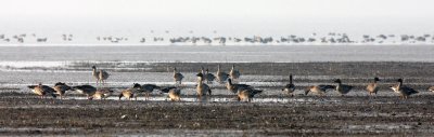 BIRD - GOOSE - BEAN GOOSE - ANSER FABALIS - NANJI HILL RESERVE POYANG LAKE, JIANGXI PROVINCE, CHINA (16).JPG