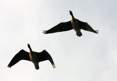 BIRD - GOOSE - BEAN GOOSE - ANSER FABALIS - NANJI HILL RESERVE POYANG LAKE, JIANGXI PROVINCE, CHINA (20).JPG