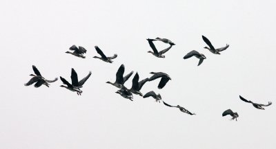 BIRD - GOOSE - BEAN GOOSE - ANSER FABALIS - NANJI HILL RESERVE POYANG LAKE, JIANGXI PROVINCE, CHINA (29).JPG