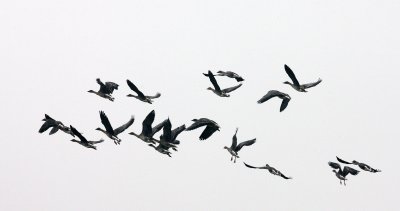 BIRD - GOOSE - BEAN GOOSE - ANSER FABALIS - NANJI HILL RESERVE POYANG LAKE, JIANGXI PROVINCE, CHINA (30).JPG