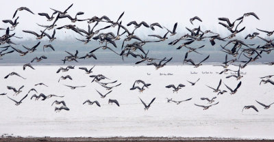 BIRD - GOOSE - BEAN GOOSE - ANSER FABALIS - NANJI HILL RESERVE POYANG LAKE, JIANGXI PROVINCE, CHINA (46).JPG