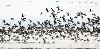 BIRD - GOOSE - BEAN GOOSE - ANSER FABALIS - NANJI HILL RESERVE POYANG LAKE, JIANGXI PROVINCE, CHINA (49).jpg