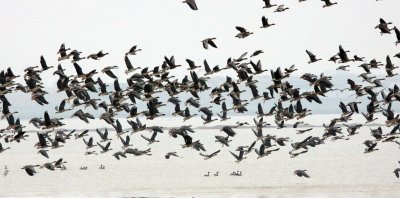 BIRD - GOOSE - BEAN GOOSE - ANSER FABALIS - NANJI HILL RESERVE POYANG LAKE, JIANGXI PROVINCE, CHINA (58).JPG