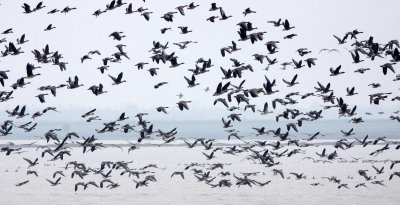 BIRD - GOOSE - BEAN GOOSE - ANSER FABALIS - NANJI HILL RESERVE POYANG LAKE, JIANGXI PROVINCE, CHINA (61).JPG