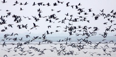 BIRD - GOOSE - BEAN GOOSE - ANSER FABALIS - NANJI HILL RESERVE POYANG LAKE, JIANGXI PROVINCE, CHINA (62).JPG