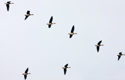 BIRD - GOOSE - BEAN GOOSE - ANSER FABALIS - NANJI HILL RESERVE POYANG LAKE, JIANGXI PROVINCE, CHINA (7).JPG