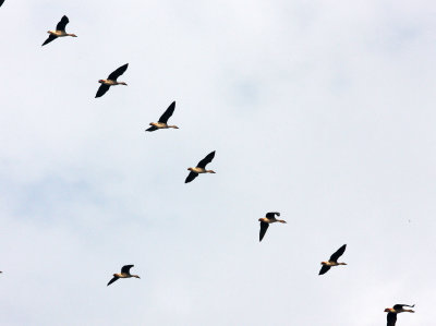 BIRD - GOOSE - BEAN GOOSE - ANSER FABALIS - NANJI HILL RESERVE POYANG LAKE, JIANGXI PROVINCE, CHINA (8).JPG
