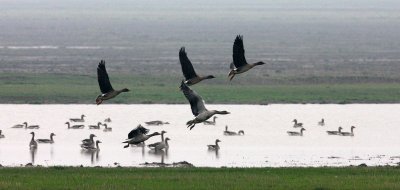 Bean Goose (Anser fabalis)