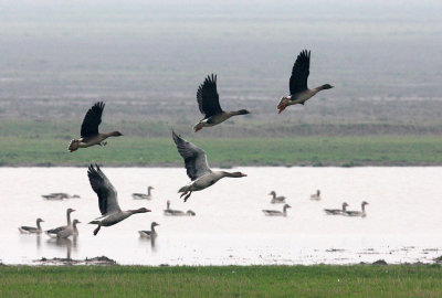 Bean Goose (Anser fabalis)
