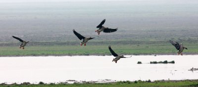 Bean Goose (Anser fabalis)