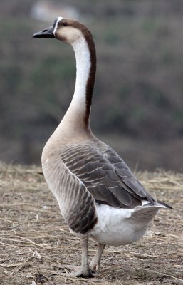 BIRD - GOOSE - CHINESE DOMESTIC GOOSE - POYANG LAKE, JIANGXI PROVINCE, CHINA (4).JPG
