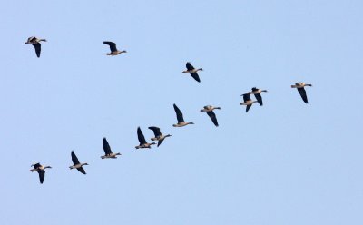 BIRD - GOOSE - GREATER WHITE-FRONTED GOOSE - ANSER ALBIFRONS - NANJI HILL RESERVE - POYANG LAKE CHINA (2).JPG