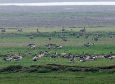 BIRD - GOOSE - GREYLAG AND SWAN GOOSE - NANJI HILL RESERVE POYANG LAKE, JIANGXI PROVINCE, CHINA (2).JPG