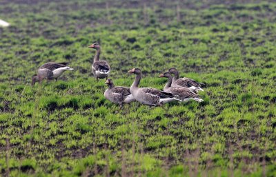 BIRD - GOOSE - GREYLAG GOOSE - ANSER ANSER - NANJI HILL RESERVE POYANG LAKE, JIANGXI PROVINCE, CHINA (1).JPG