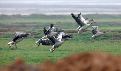 BIRD - GOOSE - GREYLAG GOOSE - ANSER ANSER - NANJI HILL RESERVE POYANG LAKE, JIANGXI PROVINCE, CHINA (27).JPG