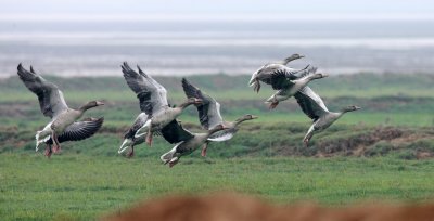 BIRD - GOOSE - GREYLAG GOOSE - ANSER ANSER - NANJI HILL RESERVE POYANG LAKE, JIANGXI PROVINCE, CHINA (28).JPG