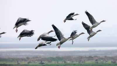 BIRD - GOOSE - GREYLAG GOOSE - ANSER ANSER - NANJI HILL RESERVE POYANG LAKE, JIANGXI PROVINCE, CHINA (32).JPG