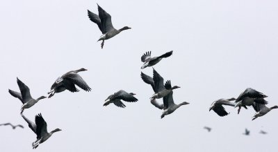 BIRD - GOOSE - GREYLAG GOOSE - ANSER ANSER - NANJI HILL RESERVE POYANG LAKE, JIANGXI PROVINCE, CHINA (39).JPG