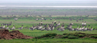 BIRD - GOOSE - GREYLAG GOOSE - ANSER ANSER - NANJI HILL RESERVE POYANG LAKE, JIANGXI PROVINCE, CHINA (40).JPG
