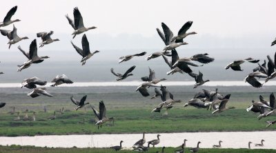 BIRD - GOOSE - GREYLAG GOOSE - ANSER ANSER - NANJI HILL RESERVE POYANG LAKE, JIANGXI PROVINCE, CHINA (45).JPG
