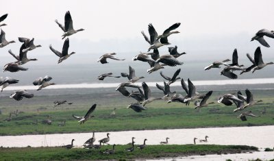 BIRD - GOOSE - GREYLAG GOOSE - ANSER ANSER - NANJI HILL RESERVE POYANG LAKE, JIANGXI PROVINCE, CHINA (46).JPG