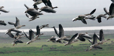BIRD - GOOSE - GREYLAG GOOSE - ANSER ANSER - NANJI HILL RESERVE POYANG LAKE, JIANGXI PROVINCE, CHINA (48).jpg