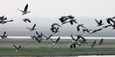 BIRD - GOOSE - GREYLAG GOOSE - ANSER ANSER - NANJI HILL RESERVE POYANG LAKE, JIANGXI PROVINCE, CHINA (51).JPG