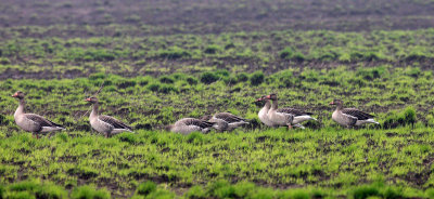 BIRD - GOOSE - GREYLAG GOOSE - ANSER ANSER - NANJI HILL RESERVE POYANG LAKE, JIANGXI PROVINCE, CHINA (9).JPG