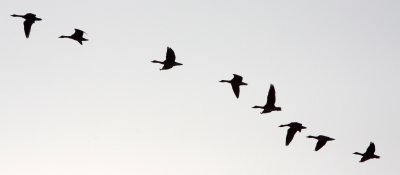BIRD - GOOSE - GREYLAG GOOSE - ANSER ANSER - POYANG LAKE, JIANGXI PROVINCE, CHINA (1).JPG