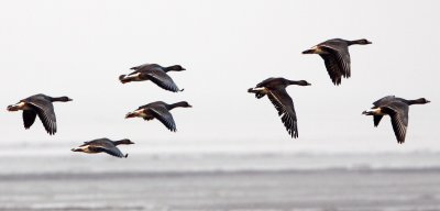 BIRD - GOOSE - GREYLAG GOOSE - ANSER ANSER - POYANG LAKE, JIANGXI PROVINCE, CHINA (12).JPG