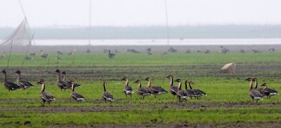 BIRD - GOOSE - SWAN GOOSE - ANSER CYGNOIDES - NANJI HILL RESERVE POYANG LAKE, JIANGXI PROVINCE, CHINA (16).JPG