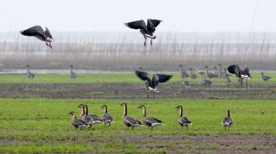 BIRD - GOOSE - SWAN GOOSE - ANSER CYGNOIDES - NANJI HILL RESERVE POYANG LAKE, JIANGXI PROVINCE, CHINA (25).JPG