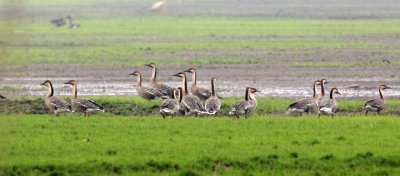 BIRD - GOOSE - SWAN GOOSE - ANSER CYGNOIDES - NANJI HILL RESERVE POYANG LAKE, JIANGXI PROVINCE, CHINA (7).JPG